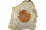 4.3" Fossil Leaf (Davidia) - Montana - #199564-1